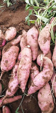 綠色餐桌的甜蜜承諾 源自田園的無公害紅薯